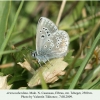aricia teberdina tcheget male 3